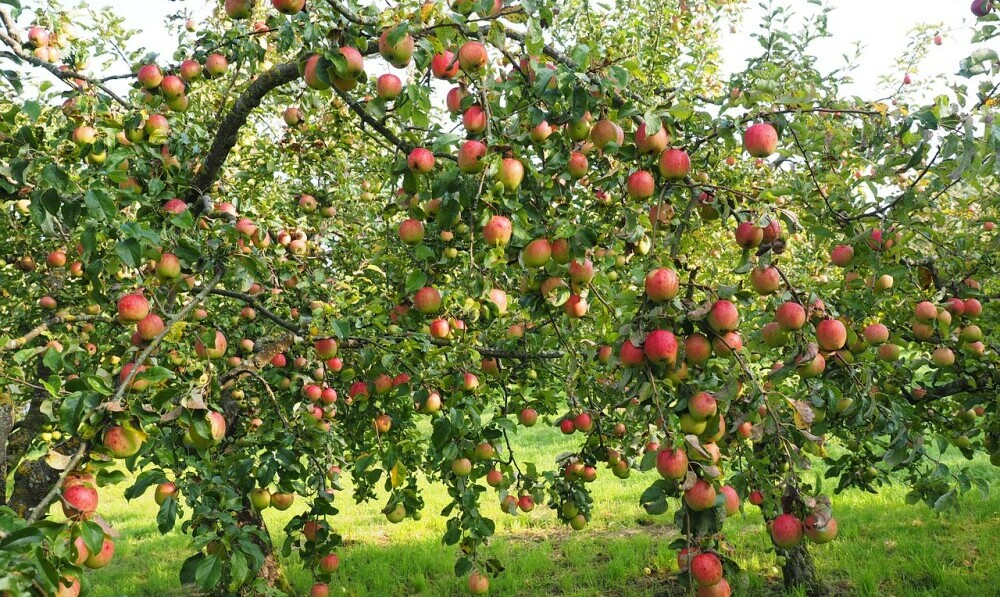 apple tree 