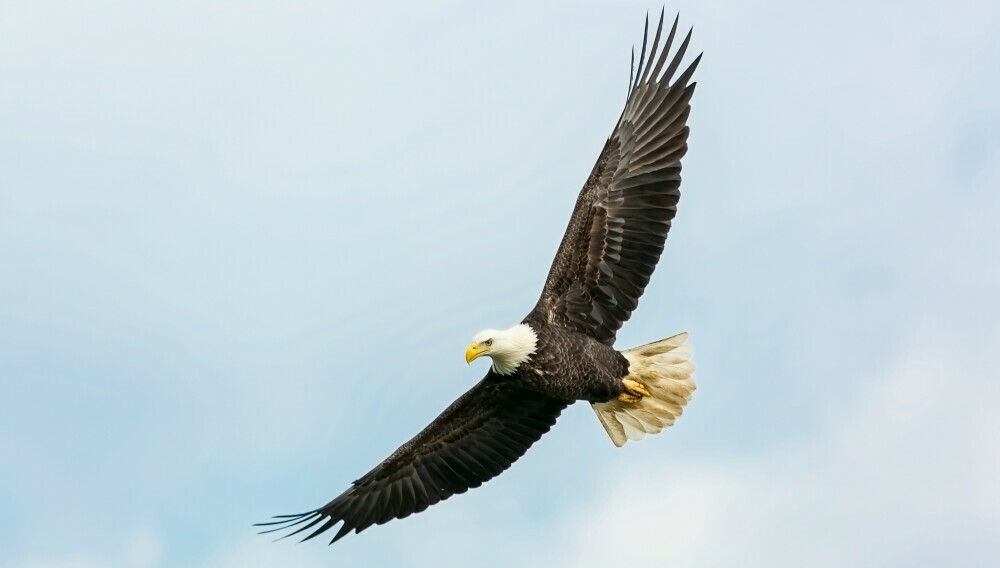 eagle