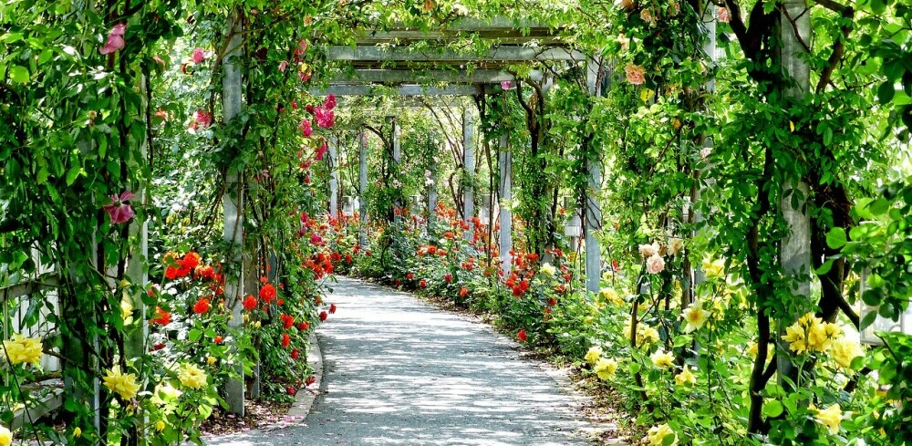 Path of flowers